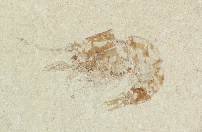 Cretaceous Fossil Shrimp - Lebanon #69975